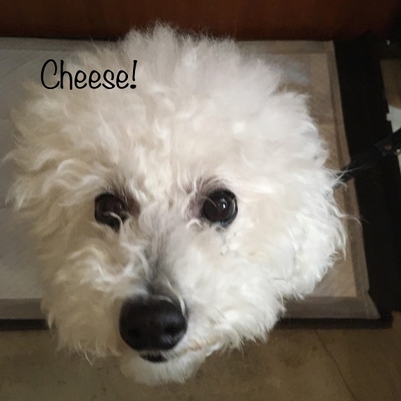 Cheese Cheese