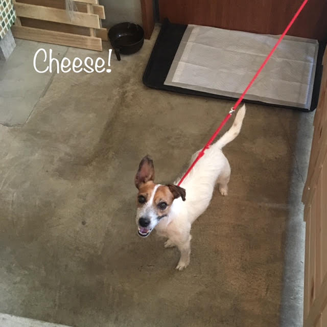 Cheese Cheese