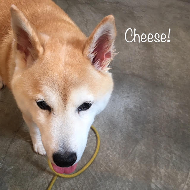 Cheese Cheese