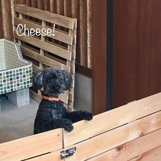 Cheese Cheese
