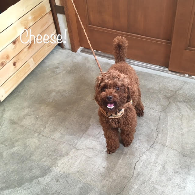 Cheese Cheese