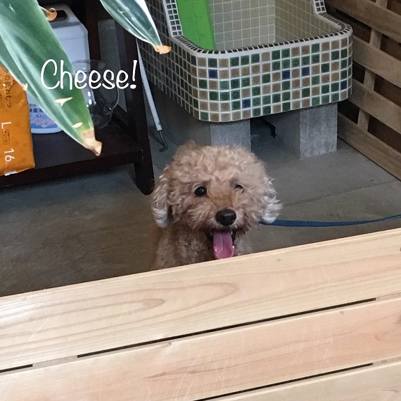 Cheese Cheese