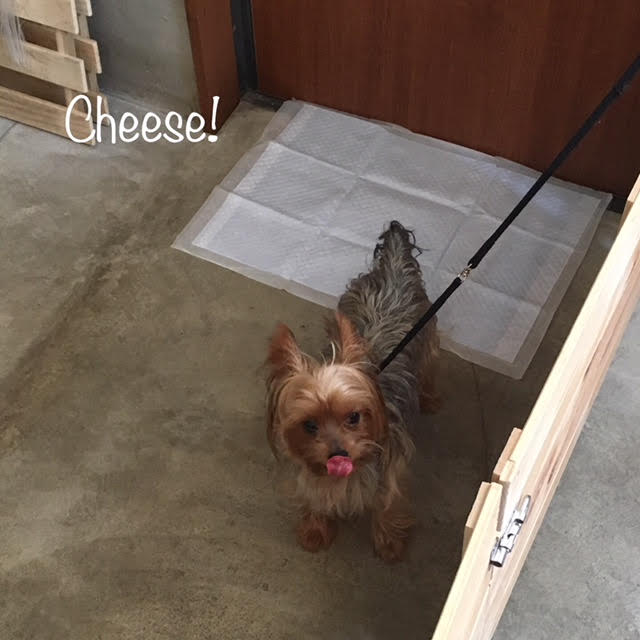 Cheese Cheese