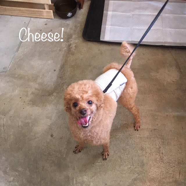 Cheese Cheese