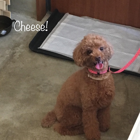 Cheese Cheese