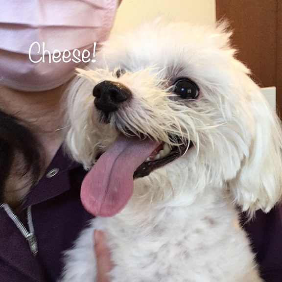 Cheese Cheese