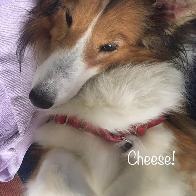 Cheese Cheese