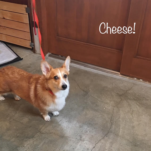 Cheese Cheese