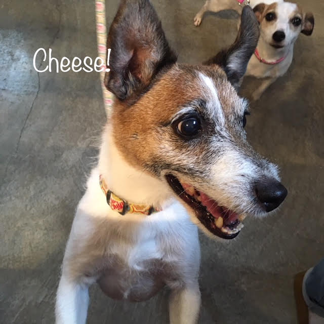 Cheese Cheese