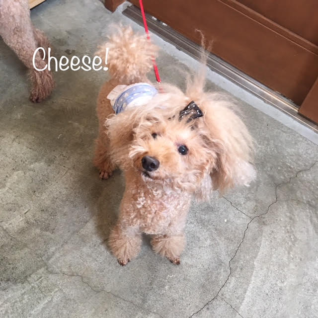 Cheese Cheese