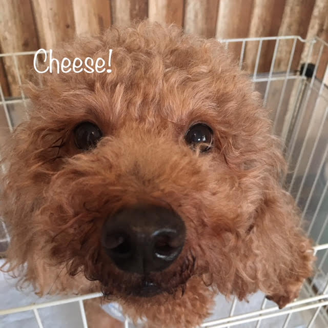 Cheese Cheese