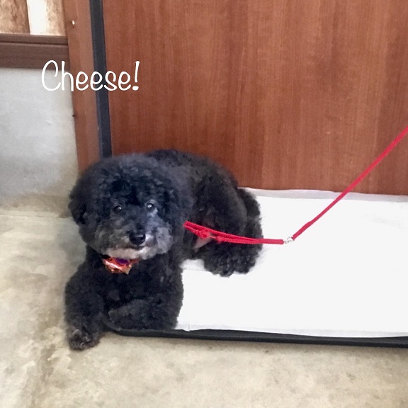 Cheese Cheese