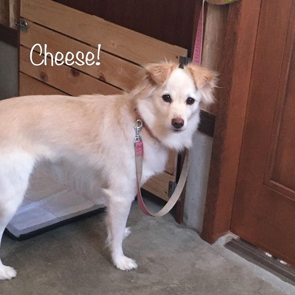 Cheese Cheese