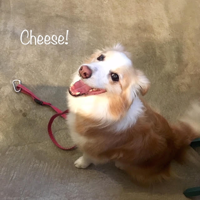 Cheese Cheese