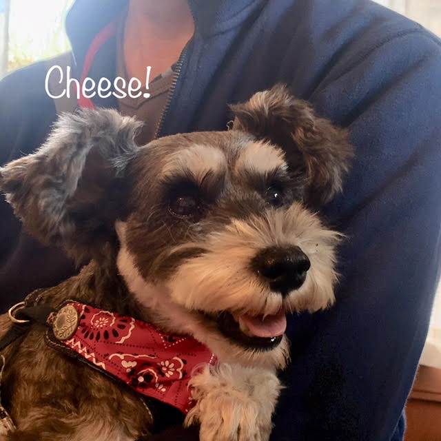 Cheese Cheese