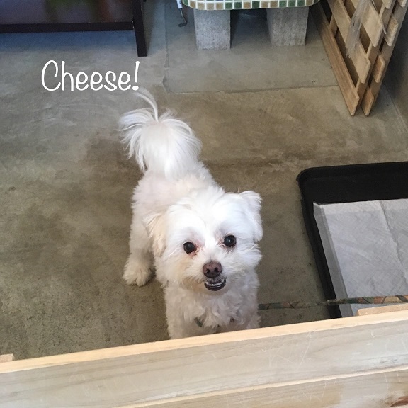 Cheese Cheese