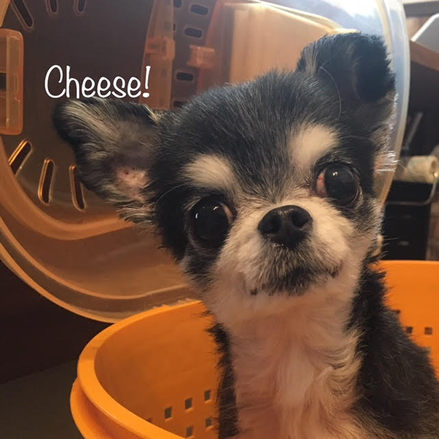 Cheese Cheese