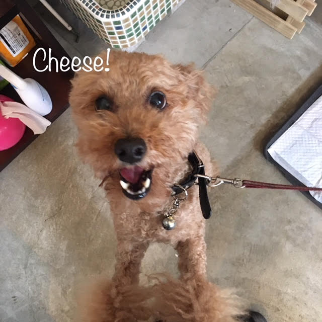 Cheese Cheese