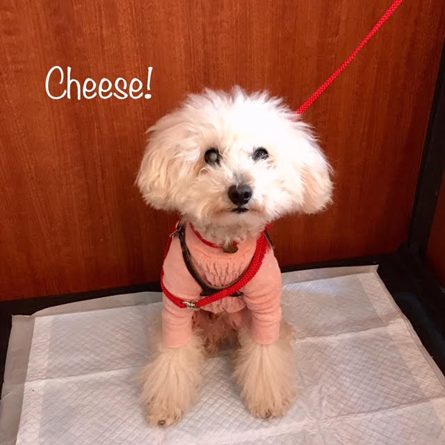 Cheese Cheese