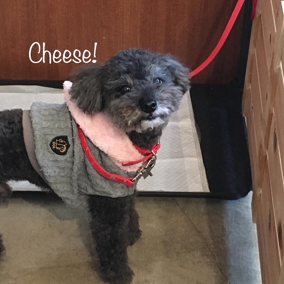 Cheese Cheese