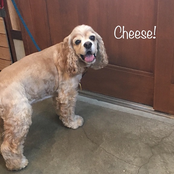 Cheese Cheese