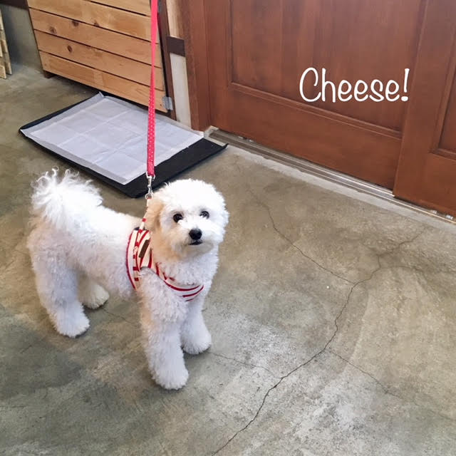 Cheese Cheese