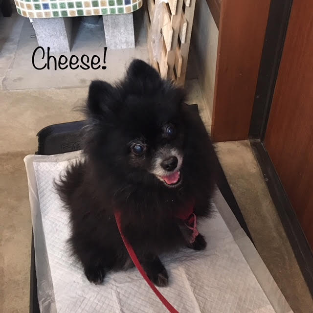 Cheese Cheese