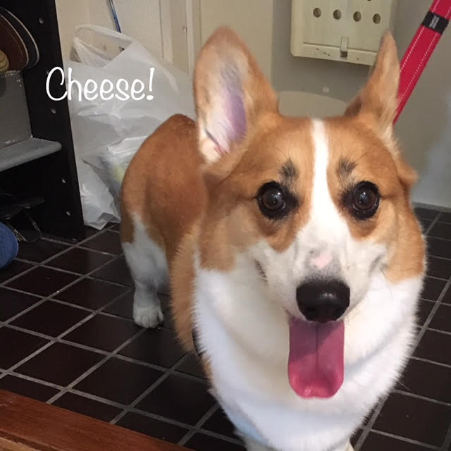 Cheese Cheese
