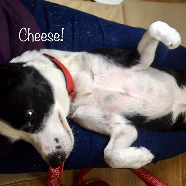 Cheese Cheese