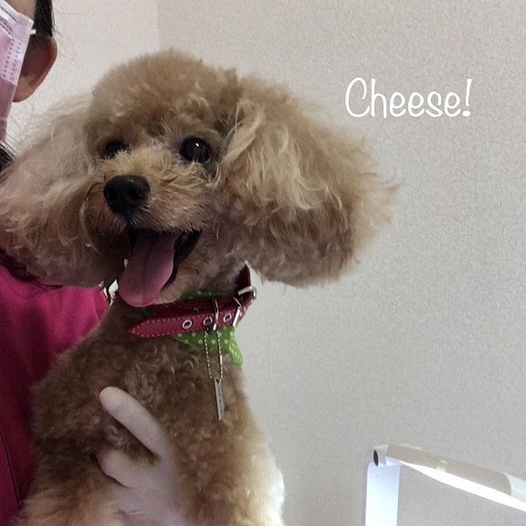 Cheese Cheese