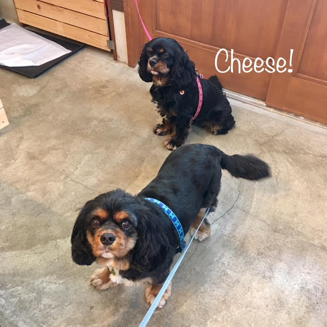 Cheese Cheese