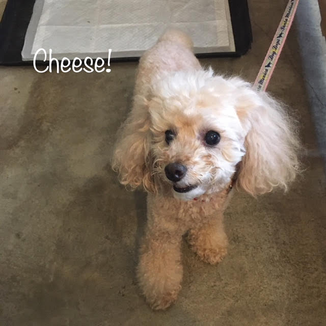 Cheese Cheese