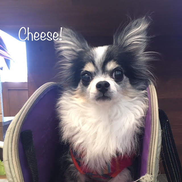 Cheese Cheese