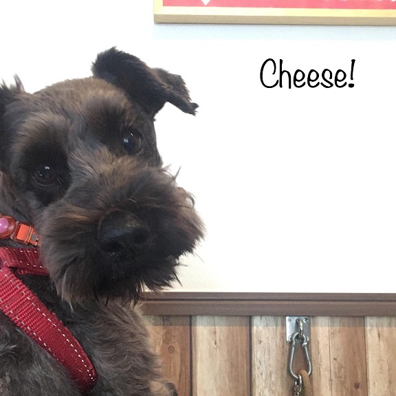 Cheese Cheese