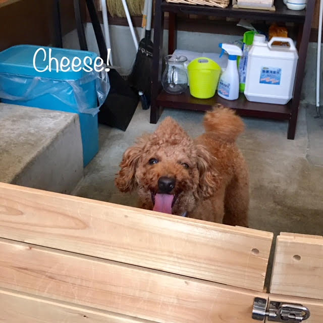 Cheese Cheese