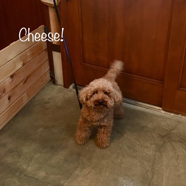 Cheese Cheese