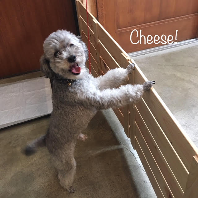Cheese Cheese