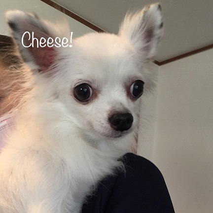 Cheese Cheese