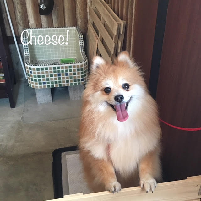 Cheese Cheese