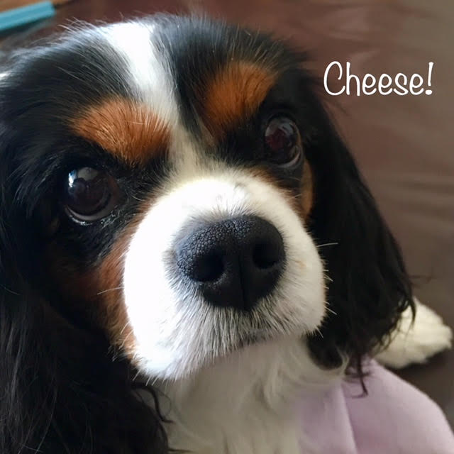 Cheese Cheese