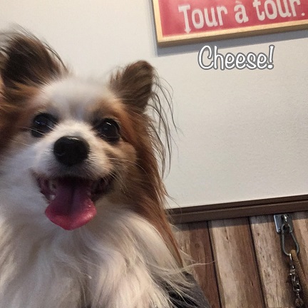 Cheese Cheese