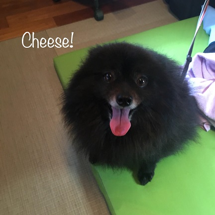 Cheese Cheese