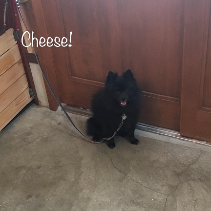 Cheese Cheese