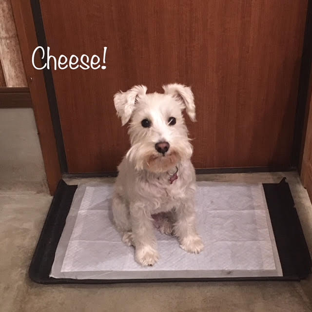 Cheese Cheese