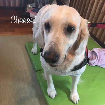 Cheese Cheese