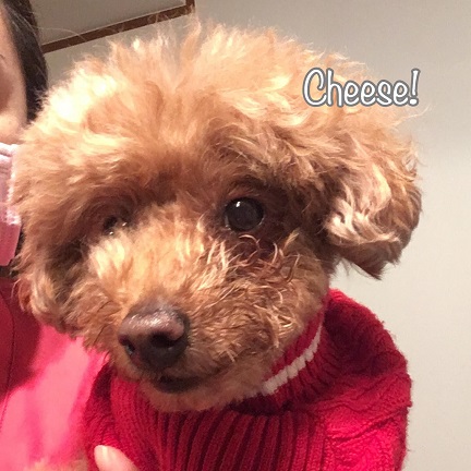 Cheese Cheese