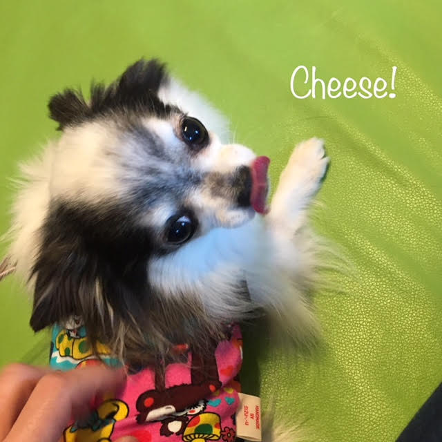 Cheese Cheese