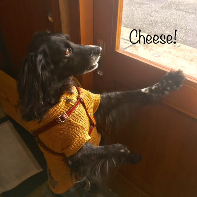 Cheese Cheese