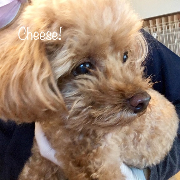 Cheese Cheese