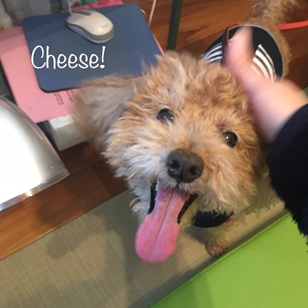 Cheese Cheese